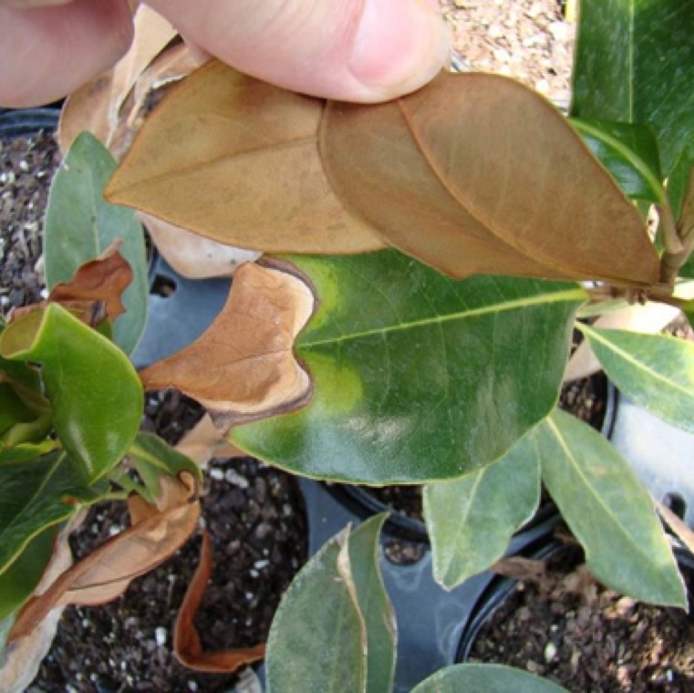 Anthracnose causes large circular spots towards the margin of magnolia leaves